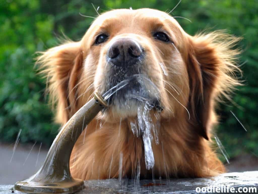 dog drinks water