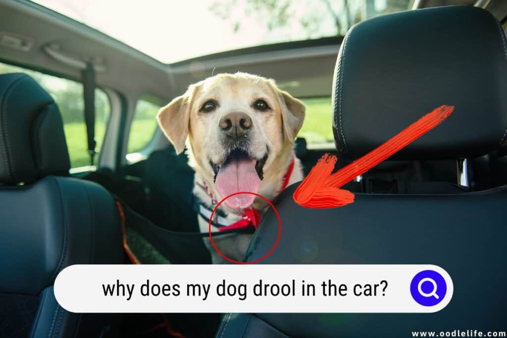 dog drool in the car