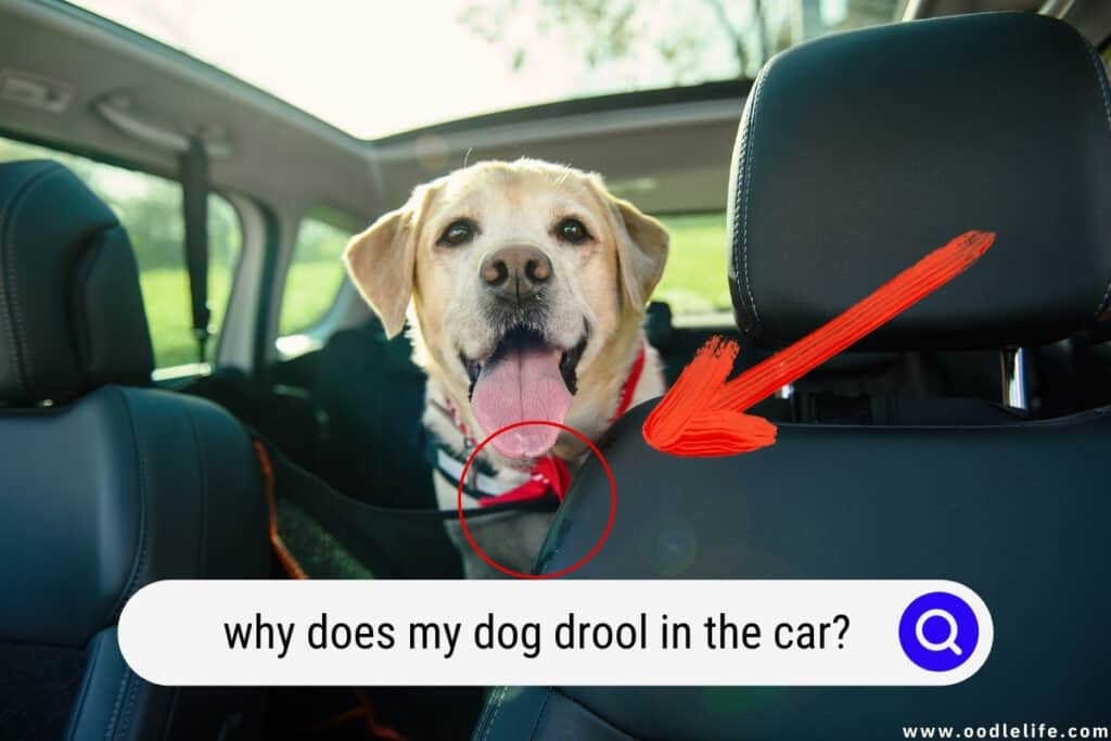 why-does-my-dog-drool-in-the-car-oodle-life