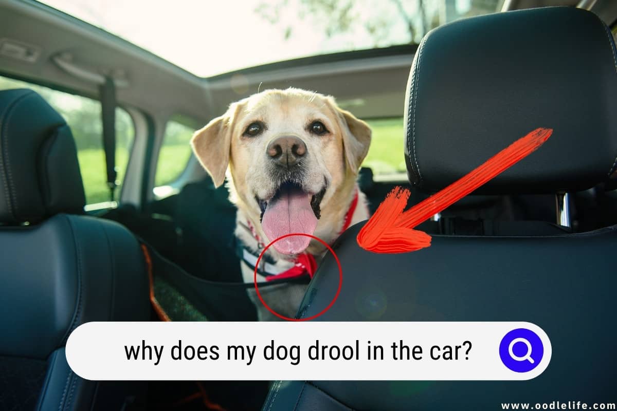 Why Does My Dog Drool In The Car? - Oodle Life