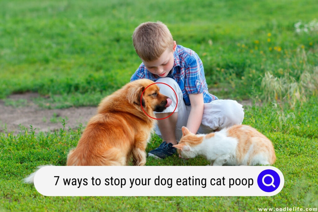 dog eating cat poop