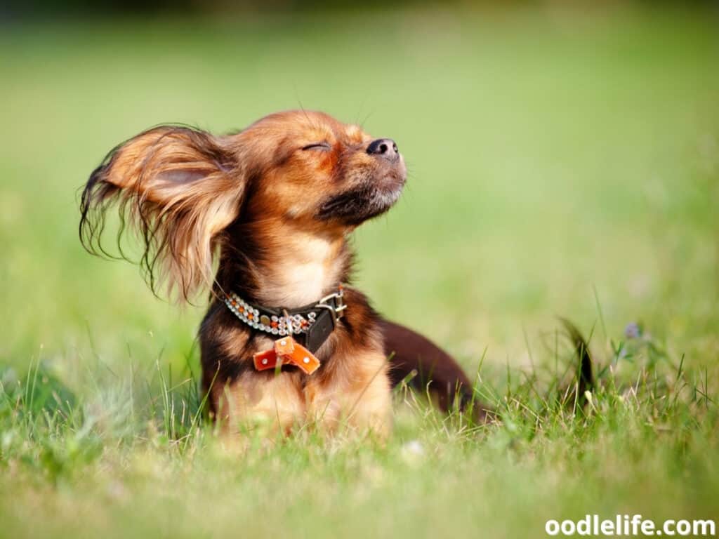 dog enjoys the cool weather