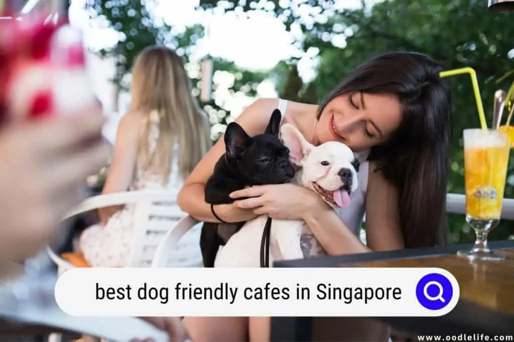 dog friendly cafes in Singapore