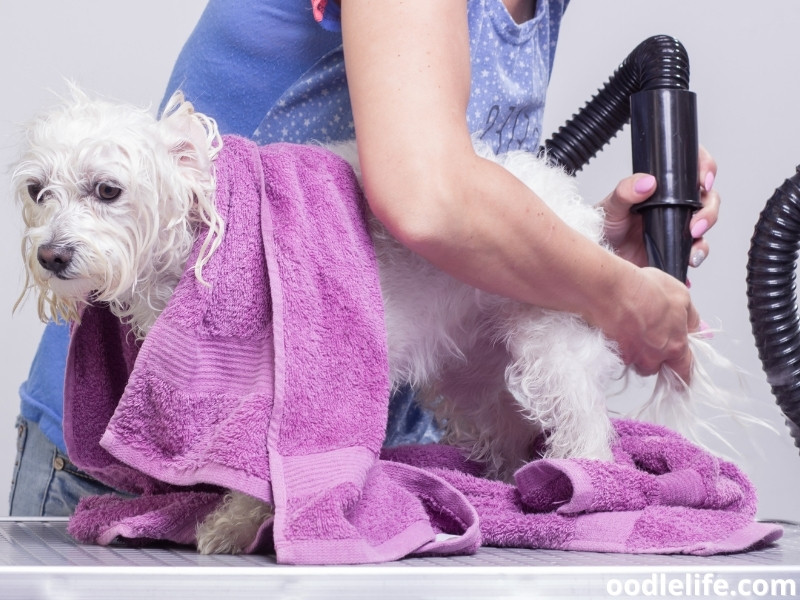 dog hair dryer