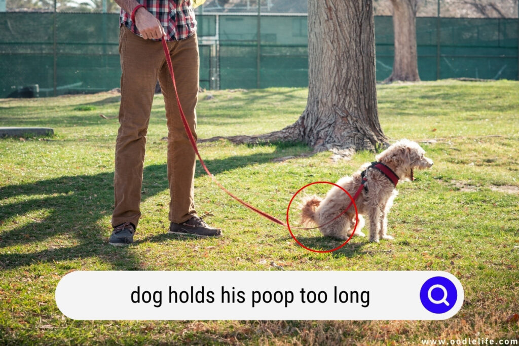 dog holds his poop too long