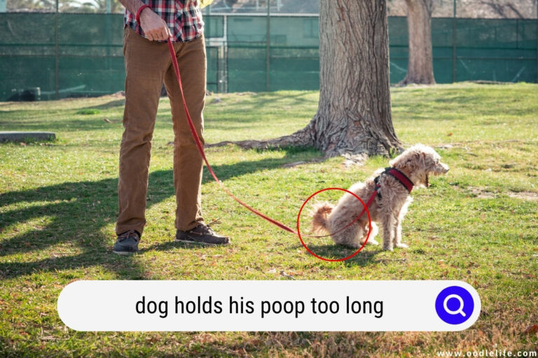 What Happens To A Dog Holding Poop Too Long?