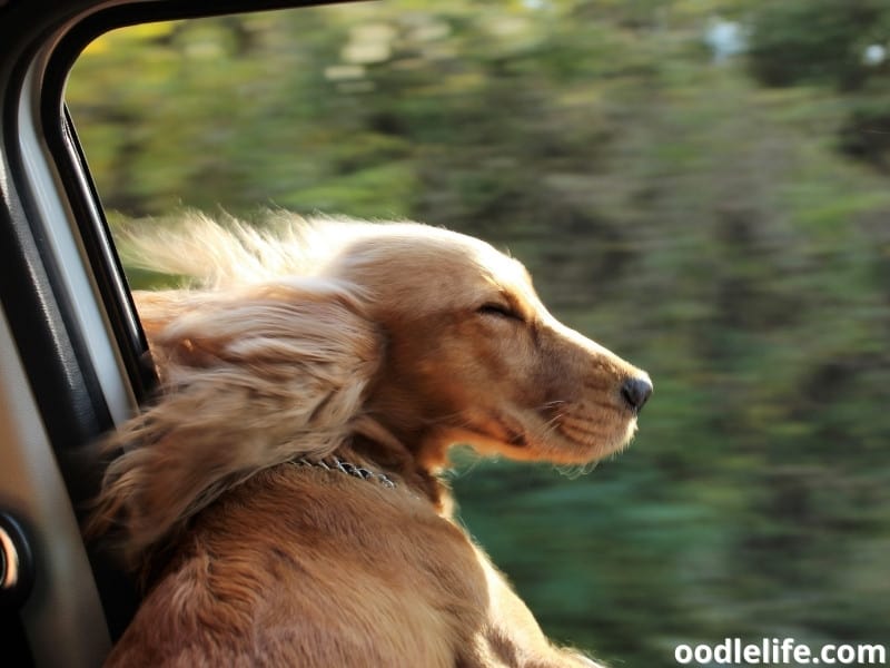 dog in the car window