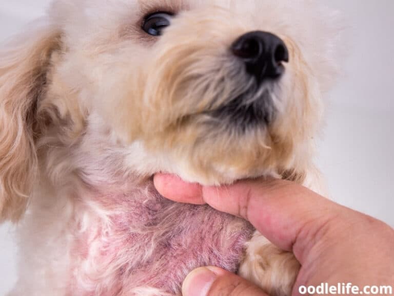 What Is Dog Collar Rash And How To Prevent Collar Chafing? Oodle Life