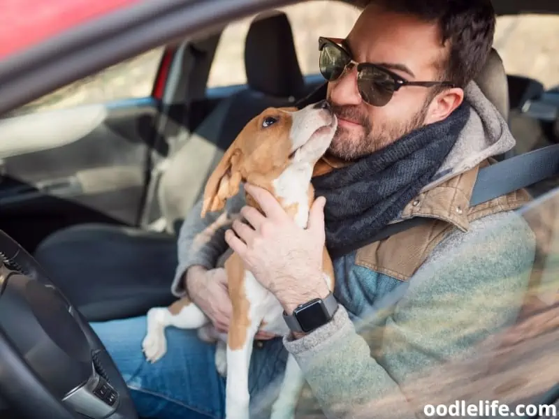 dog licks owner