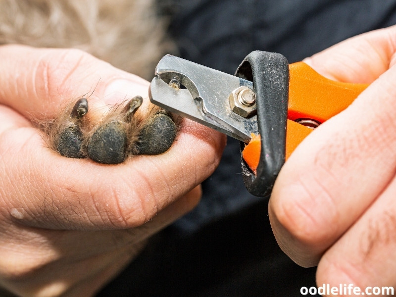 dog nail trimming