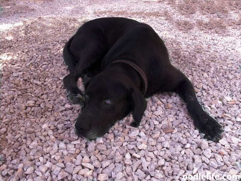 dog on gravel