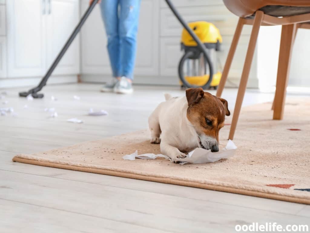 What Happens If A Dog Eats A Used Dryer Sheet