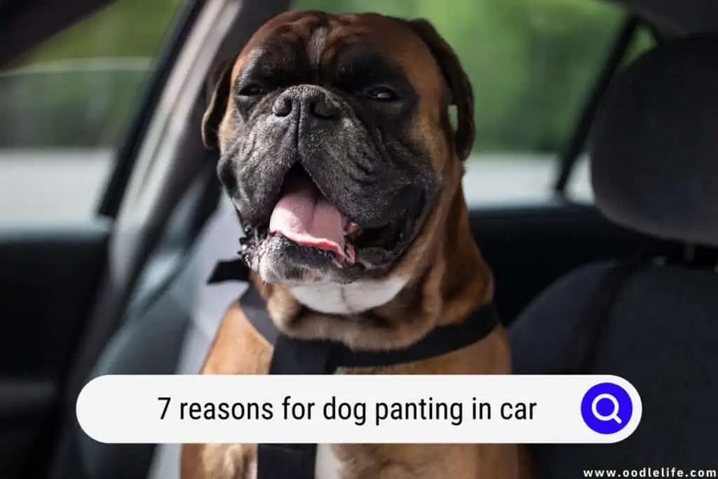 dog panting in car