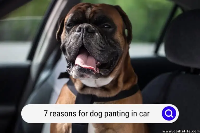7 Reasons for Dog Panting In Car [Warning!]