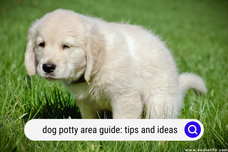 dog potty area guide