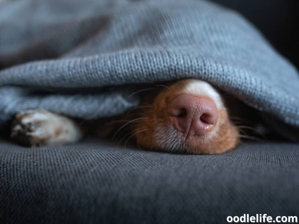 Can my dog breathe under the covers?