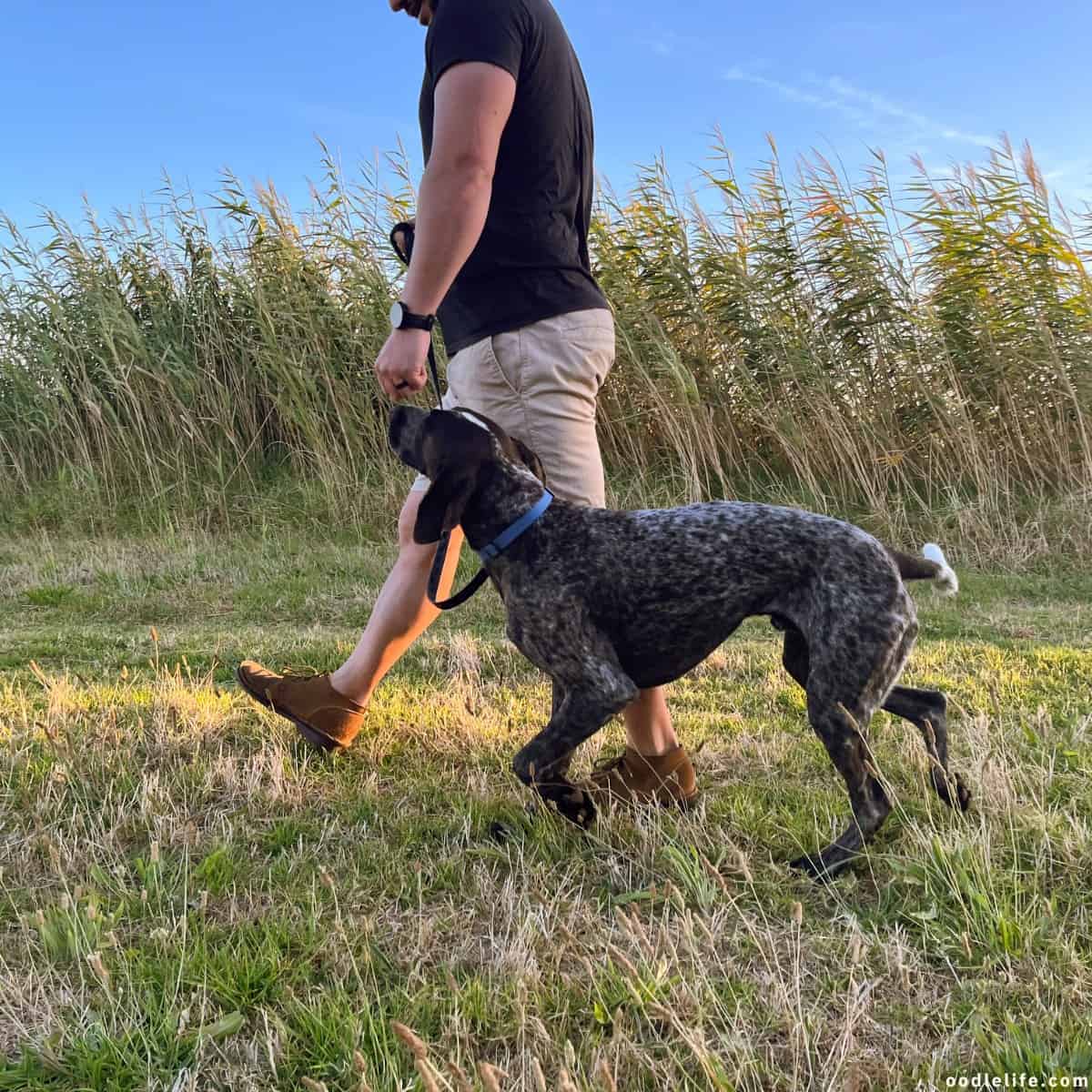 dog walking German Shorthaired Pointer 6