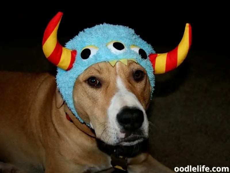 dog wearing monster costume