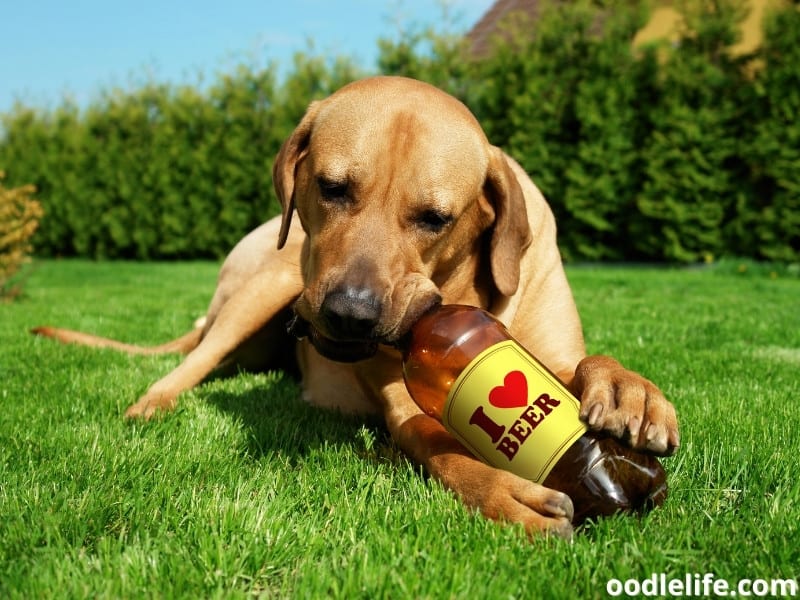 dog with beer