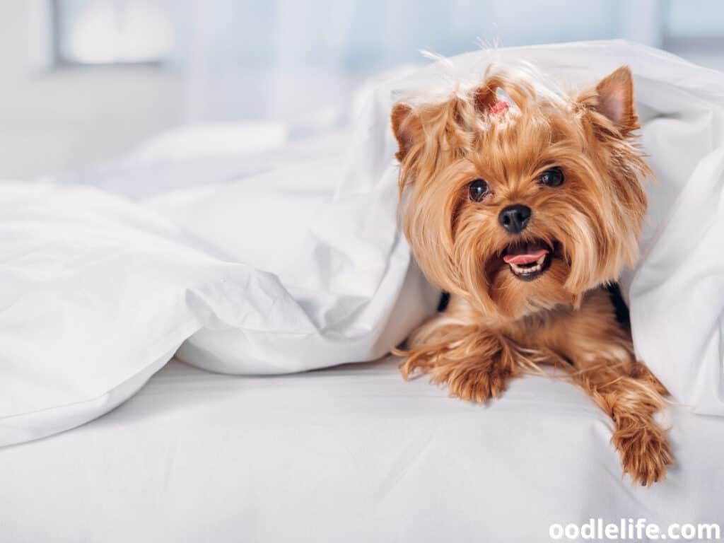 Why does my dog lick my blanket?