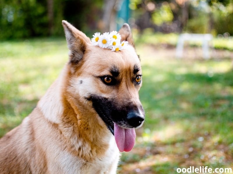 dog with daisy flowers