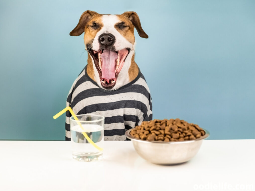 dog yawns while eating