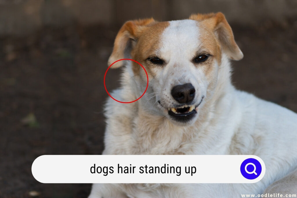 dogs hair standing up