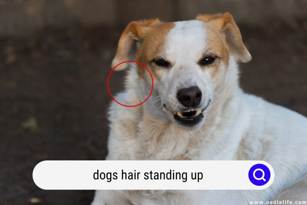 Dogs Hair Standing Up Meaning (Hackles And Back Hair Explained) Oodle