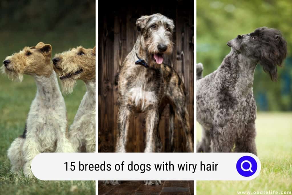 dogs with wiry hair