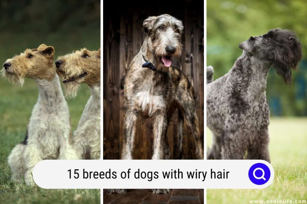 15 Breeds Of Dogs With Wiry Hair (with PHOTOS) Oodle Life