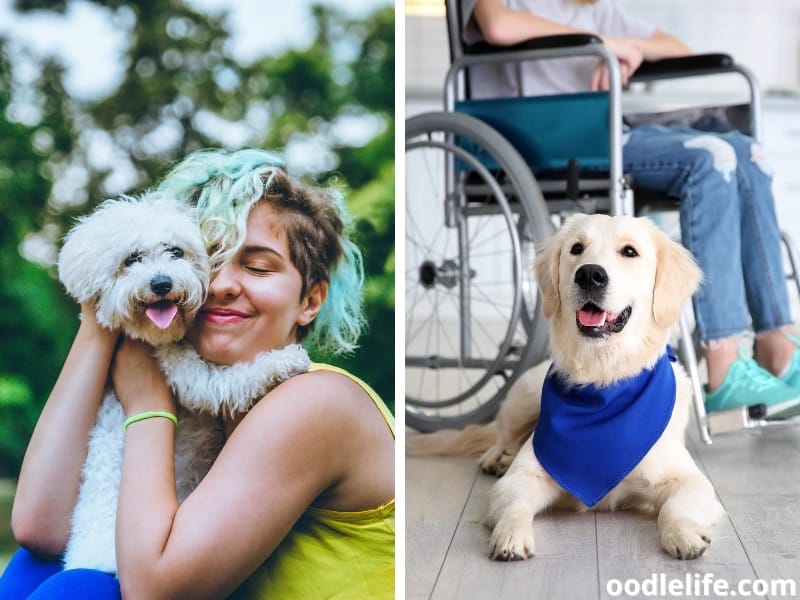 emotional support and service dogs with their owners