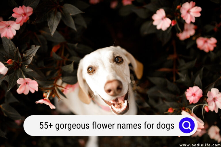 55+ Gorgeous Flower Names for Dogs (Actually Good)