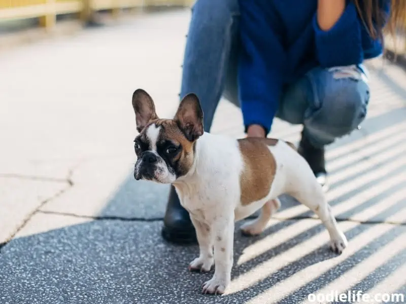 French Bulldog in the street