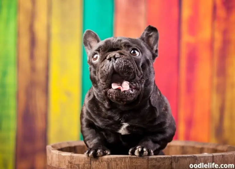 10 Best French Bulldog Rescues in Colorado (2024)