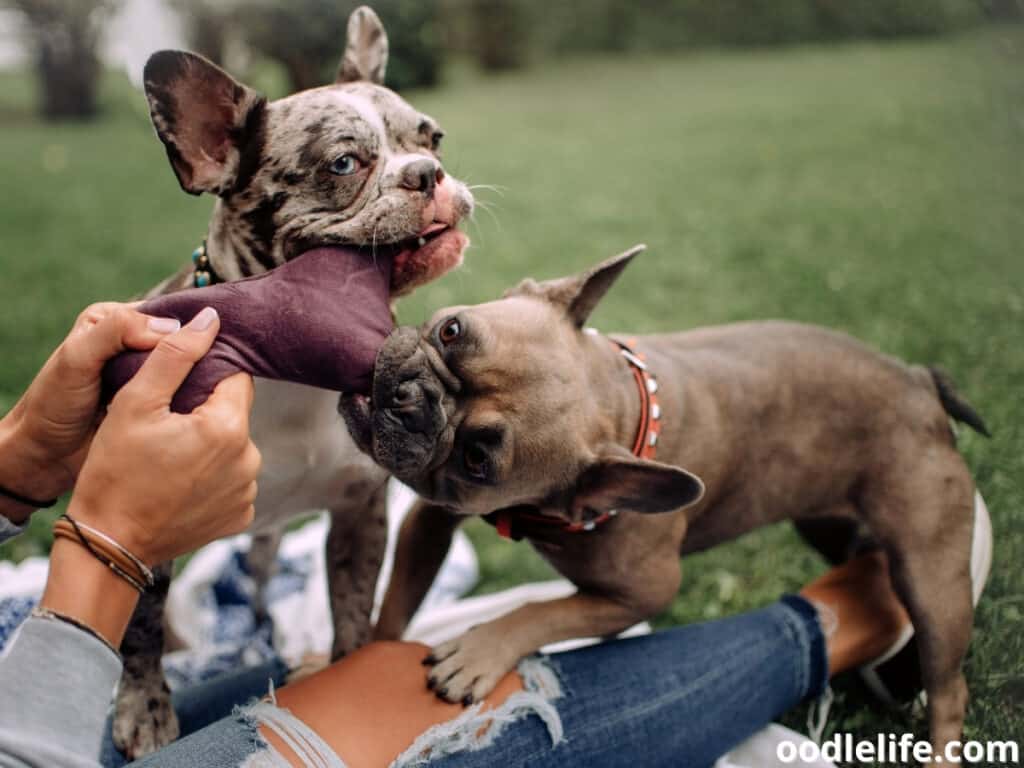 French Bulldog playing