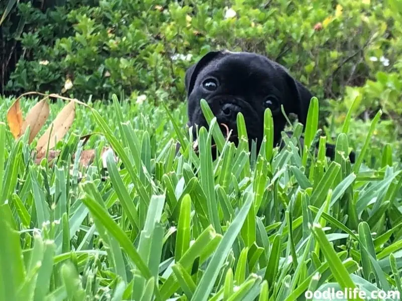 Frug puppy hiding