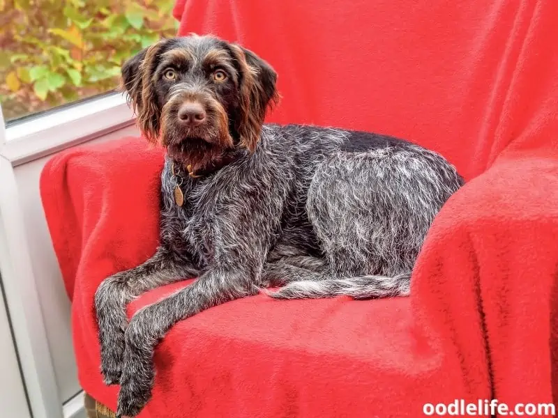 German Wirehaired Pointer