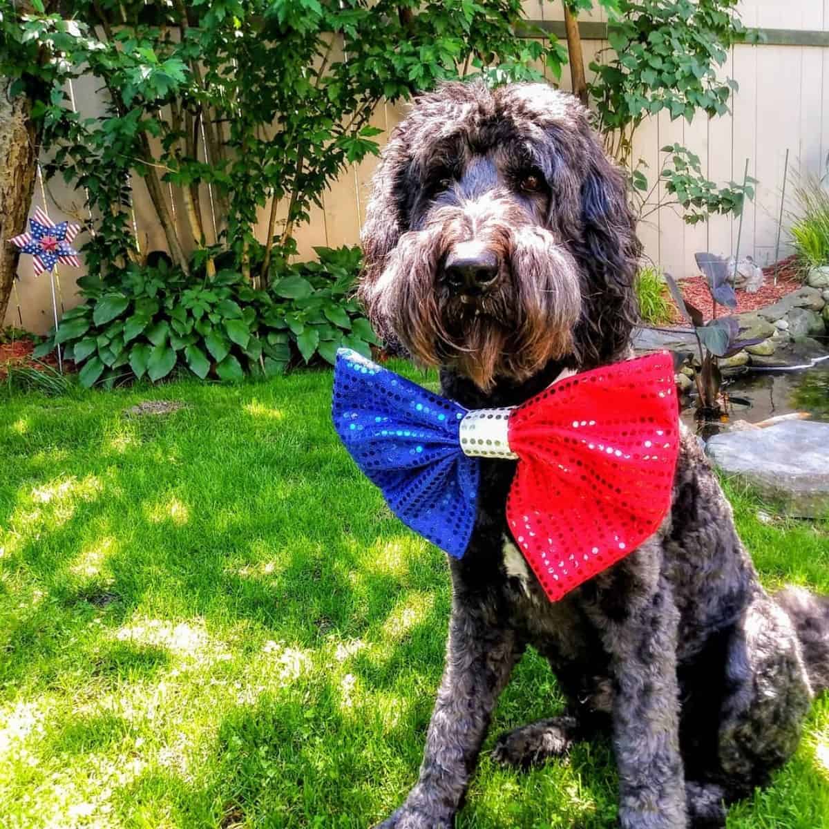 giant Labradoodle with large bow tie