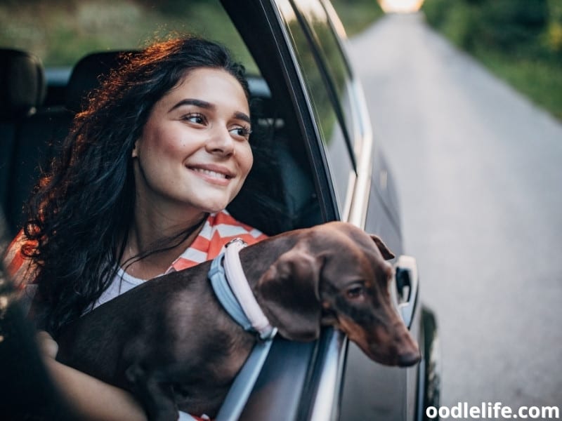 girl and dog in the car