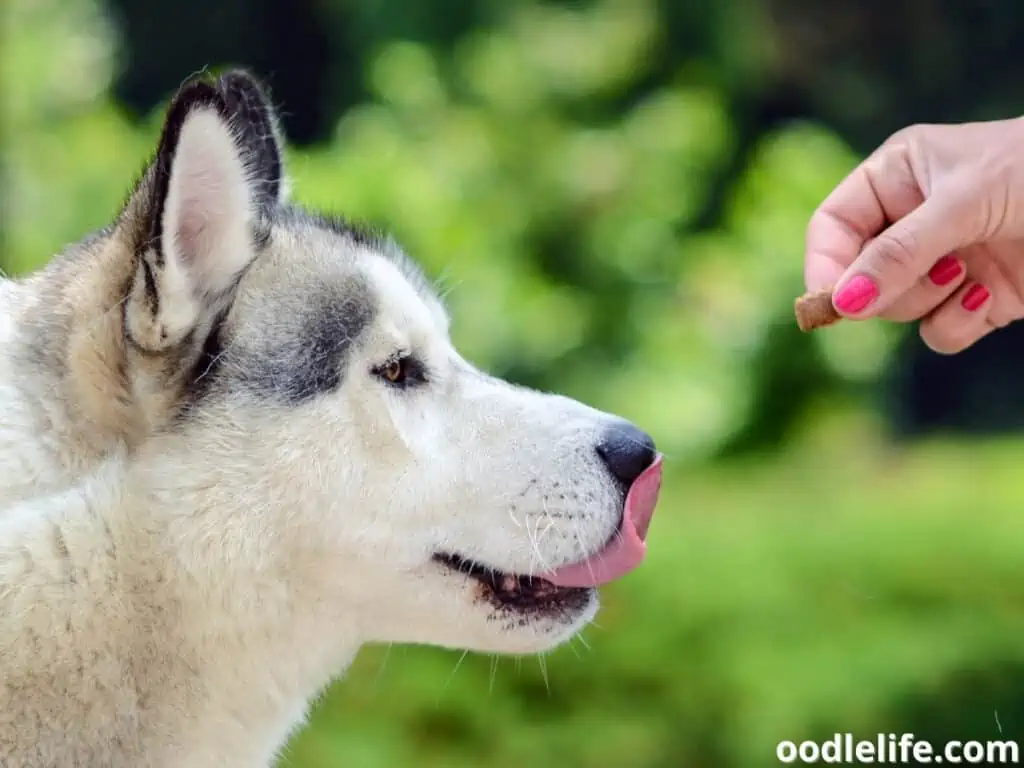 giving Siberian Husky a food supplement