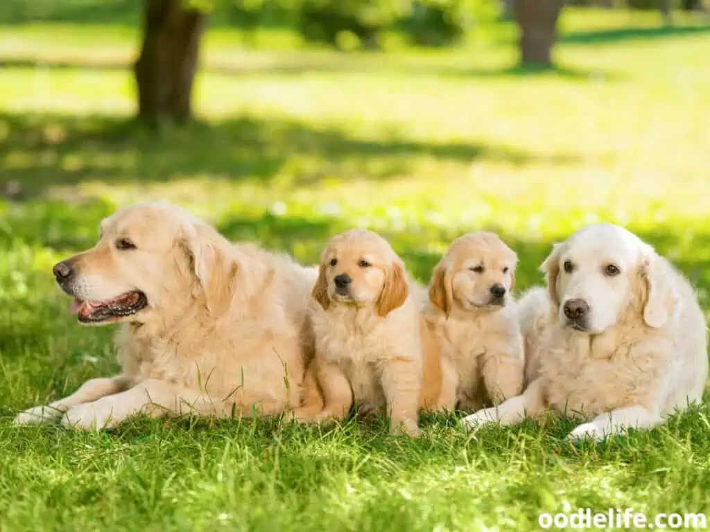 Golden Retriever family