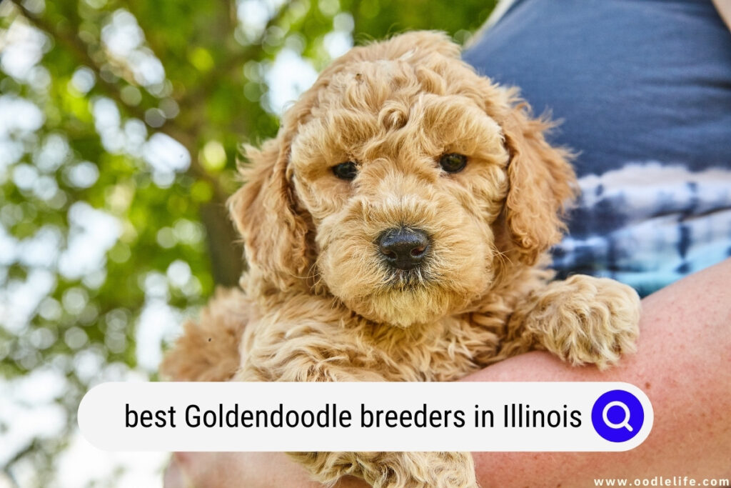 Goldendoodle breeders in Illinois