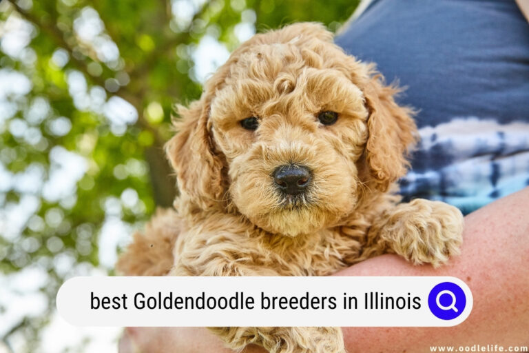 9 Best Goldendoodle Breeders in Illinois (2023 Update)