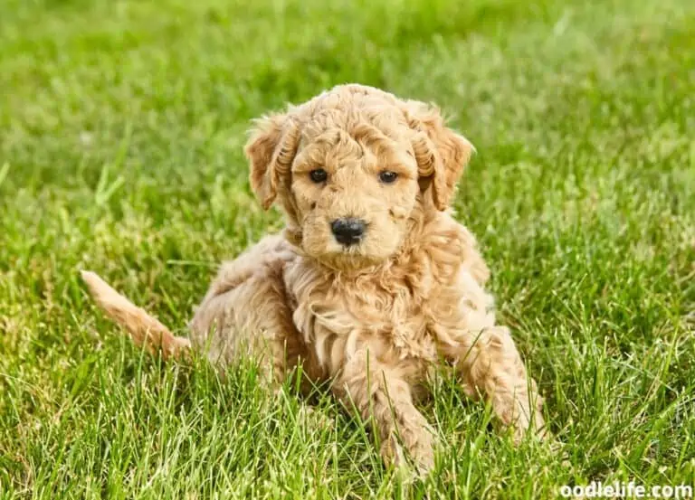 10 Best Goldendoodle Breeders in Ohio (2023)