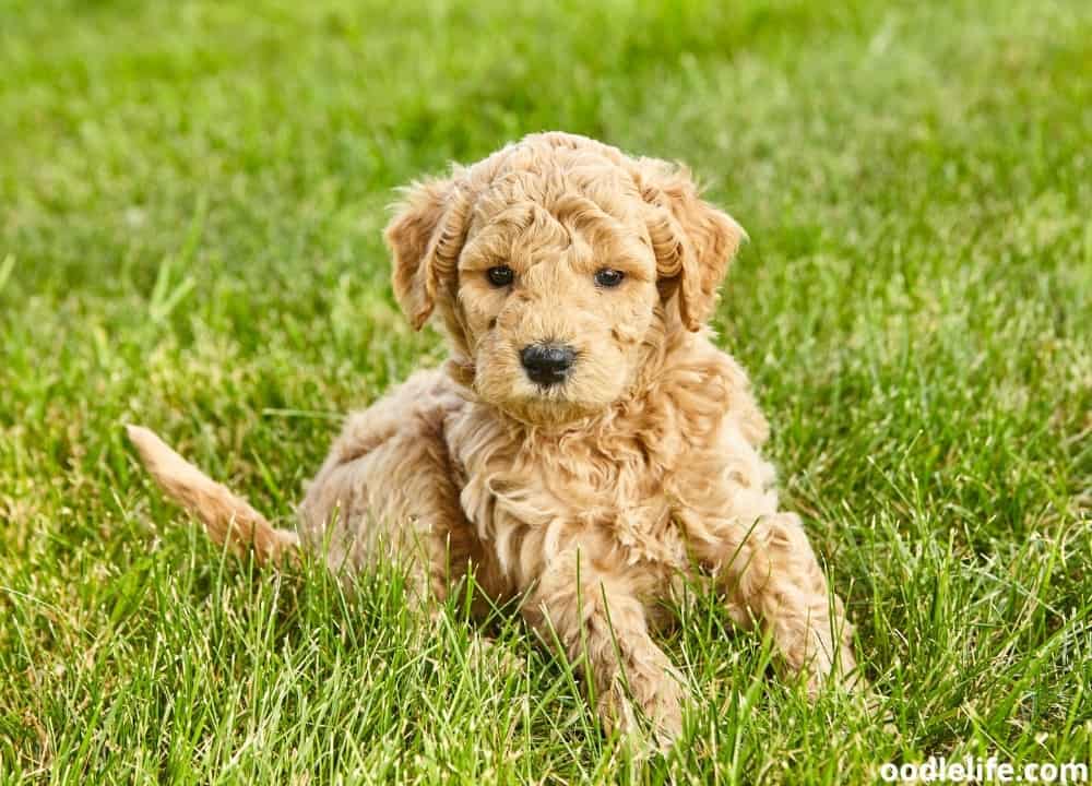 Goldendoodle breeders in ohio