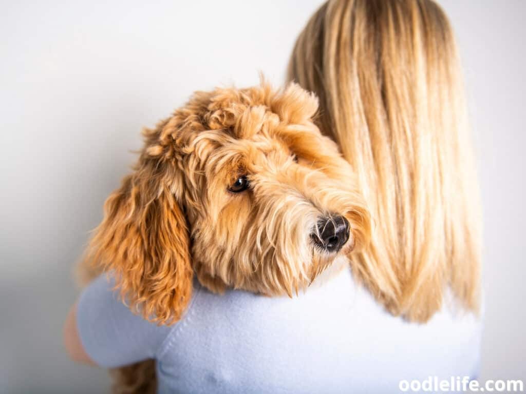 Goldendoodle carried by her owner