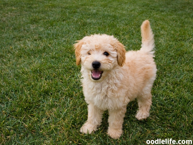 Goldendoodle puppy