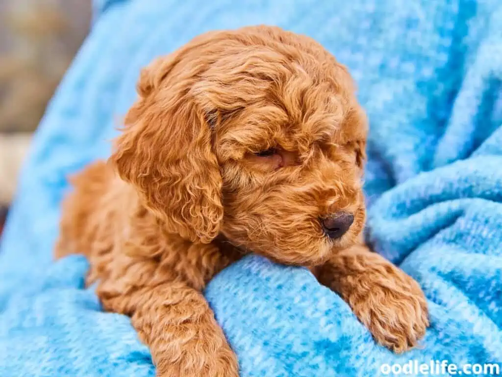 Goldendoodle puppy in blue blanket