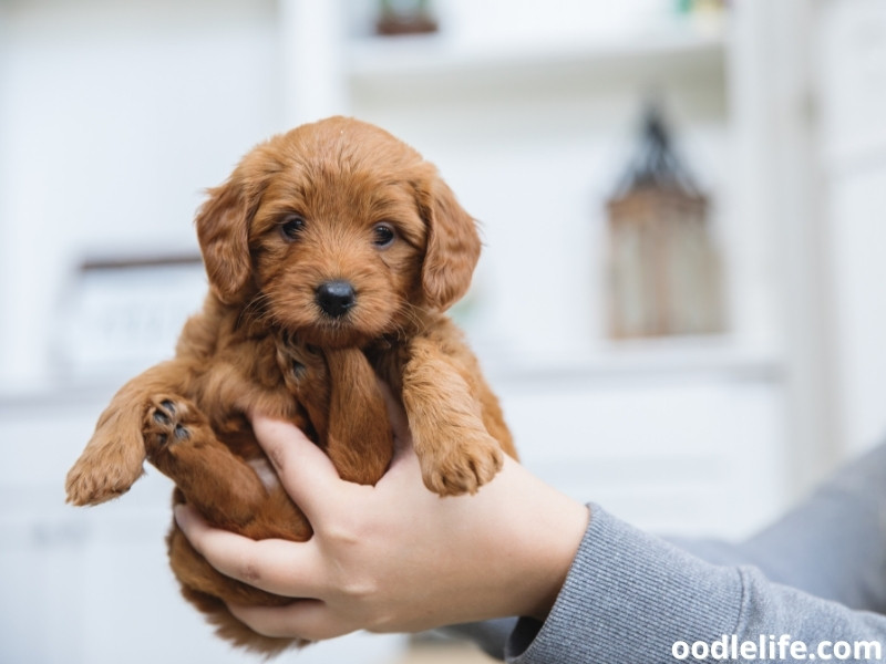 Goldendoodle puppy on hand