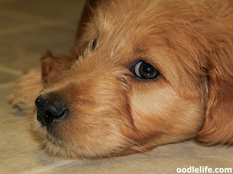 Goldendoodle puppy